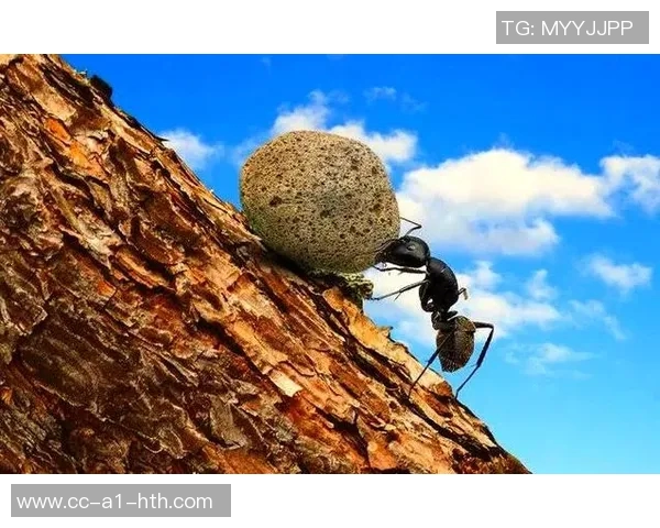 姚明谈自由与渺小的哲学蚂蚁的探索精神启示我们如何面对生活